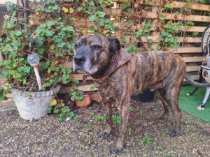 Chopper is an older brown staffordshire terrier wearing a brown bandana in front of a trellis with some plants
